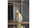 predam-korelu-lutino-small-1