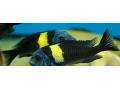 tropheus-moliro-maswa-lufubu-ubwari-small-3