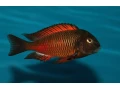 tropheus-moliro-maswa-lufubu-ubwari-small-0