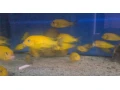 tropheus-moliro-maswa-lufubu-ubwari-small-2