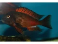 tropheus-moliro-maswa-lufubu-ubwari-small-1