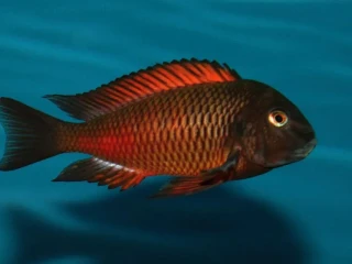 tropheus-moliro-maswa-lufubu-ubwari