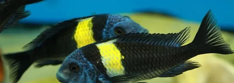 tropheus-moliro-maswa-lufubu-ubwari-big-3