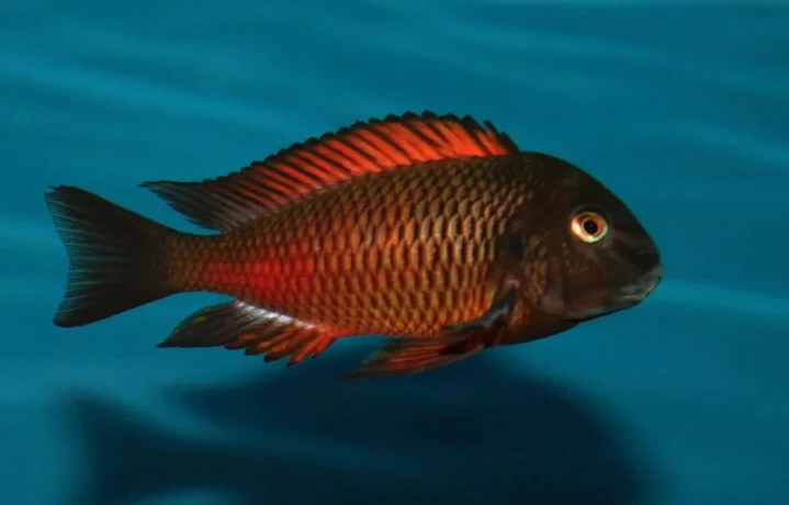 tropheus-moliro-maswa-lufubu-ubwari-big-0