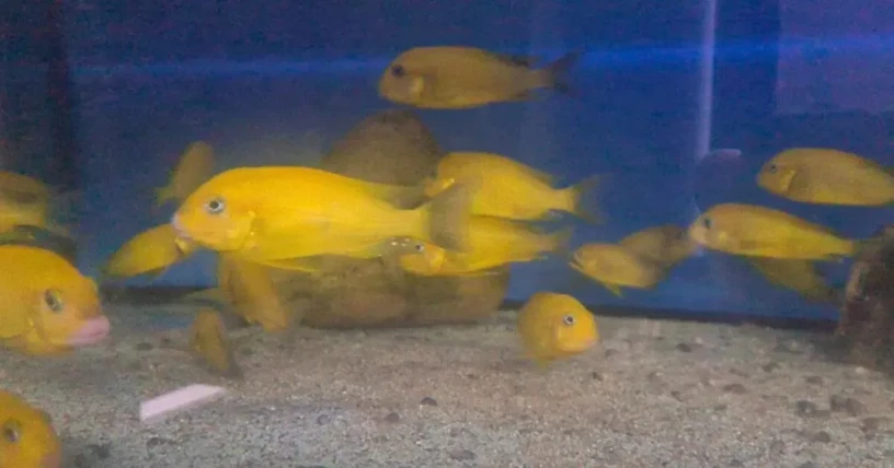 tropheus-moliro-maswa-lufubu-ubwari-big-2