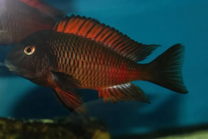 tropheus-moliro-maswa-lufubu-ubwari-big-1