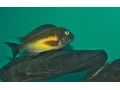 tropheus-red-rainbow-small-2
