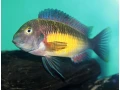 tropheus-red-rainbow-small-0