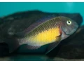 tropheus-red-rainbow-small-3