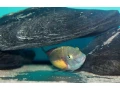tropheus-red-rainbow-small-1