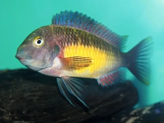 tropheus-red-rainbow