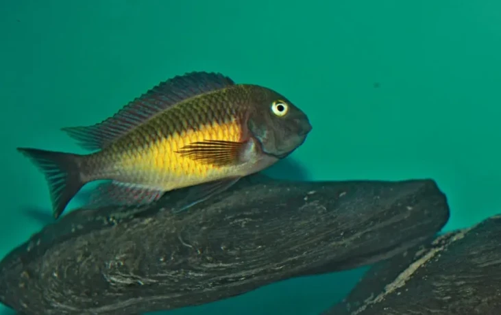 tropheus-red-rainbow-big-2