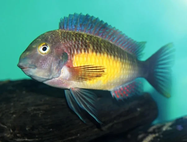 tropheus-red-rainbow-big-0