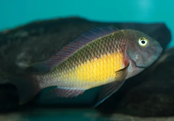 tropheus-red-rainbow-big-3