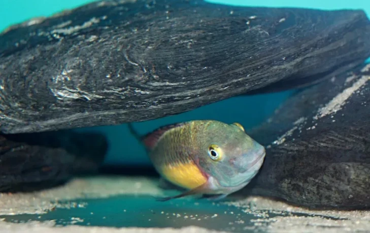 tropheus-red-rainbow-big-1