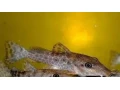 potamotrygon-albino-pearl-mix-small-1