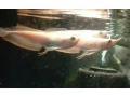 potamotrygon-albino-pearl-mix-small-3