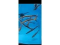 potamotrygon-albino-pearl-mix-small-2