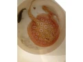 potamotrygon-albino-pearl-mix-small-0