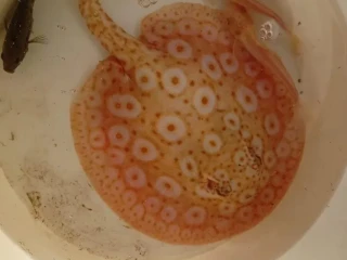 potamotrygon-albino-pearl-mix