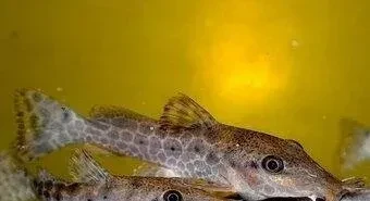 potamotrygon-albino-pearl-mix-big-1