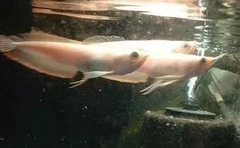 potamotrygon-albino-pearl-mix-big-3