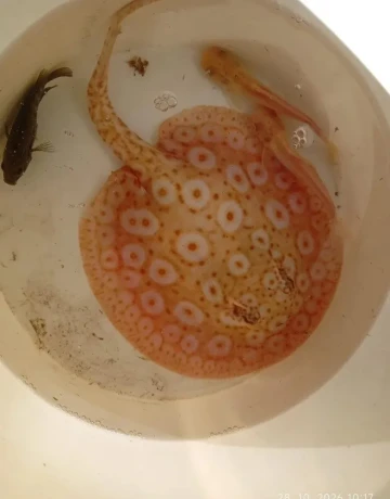 potamotrygon-albino-pearl-mix-big-0