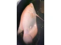 red-ruby-orange-giant-gourami-oznacovana-pod-nazvom-aj-pink-small-1