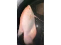 red-ruby-orange-giant-gourami-oznacovana-pod-nazvom-aj-pink-small-0