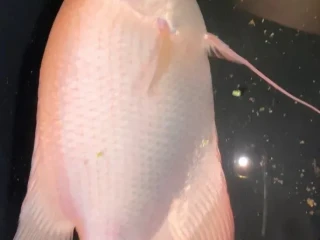 red-ruby-orange-giant-gourami-oznacovana-pod-nazvom-aj-pink