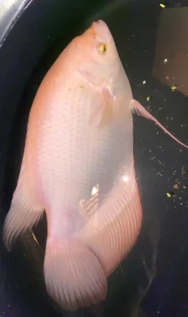 red-ruby-orange-giant-gourami-oznacovana-pod-nazvom-aj-pink-big-1