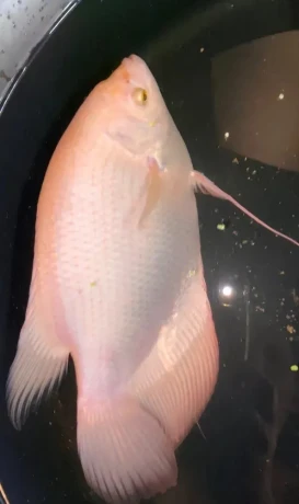 red-ruby-orange-giant-gourami-oznacovana-pod-nazvom-aj-pink-big-0