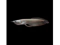 arowana-silver-small-0