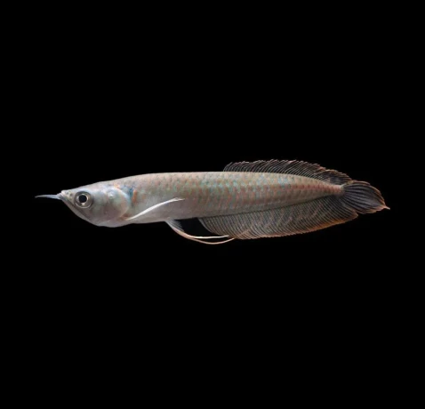 arowana-silver-big-0