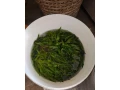 microsorium-small-0