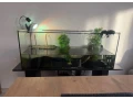 akvarium-so-skrinkou-a-korytnackou-small-1