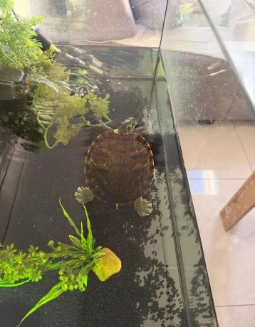 akvarium-so-skrinkou-a-korytnackou-big-3