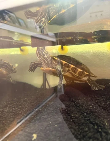 akvarium-so-skrinkou-a-korytnackou-big-4