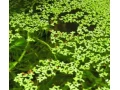 akvariove-rastliny-small-1