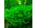 akvariove-rastliny-small-2