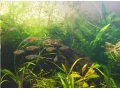 akvariove-rastliny-small-3