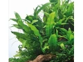 akvariove-rastliny-small-0