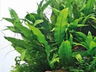 akvariove-rastliny