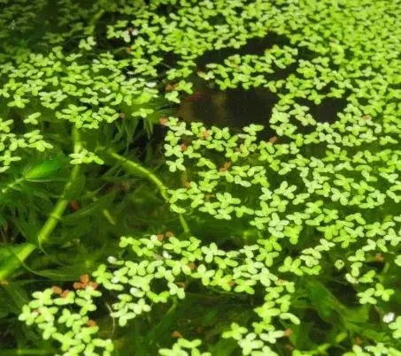 akvariove-rastliny-big-1