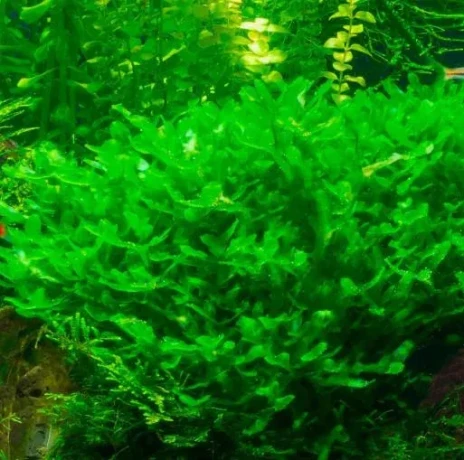 akvariove-rastliny-big-2