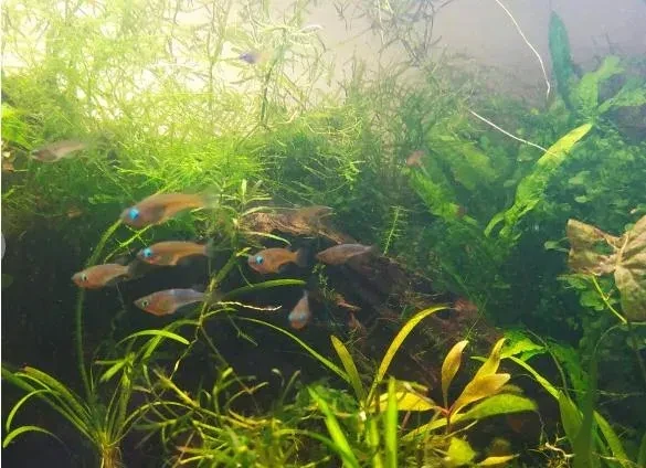 akvariove-rastliny-big-3