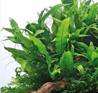 akvariove-rastliny-big-0