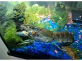 rak-modry-cherax-quadricarinatus-small-1
