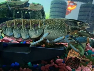 rak-modry-cherax-quadricarinatus