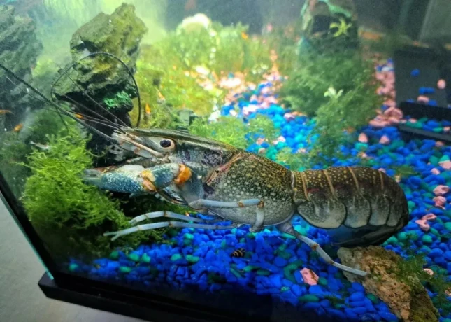 rak-modry-cherax-quadricarinatus-big-1